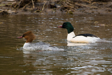 Gänsesäger im Frühjahr in der Oberlausitz	