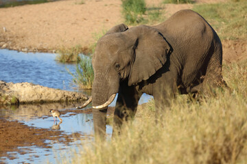 Afrikanischer Elefant / African elephant / Loxodonta africana