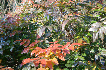 A holly mahonia bush in winter.