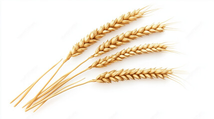 Wheat ears or heads set isolated on white background.