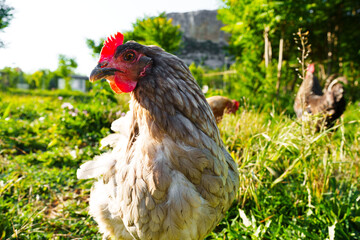 Chickens foraging in a sunny garden at midday with greenery all around