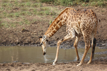 Giraffe / Giraffe / Giraffa camelopardalis