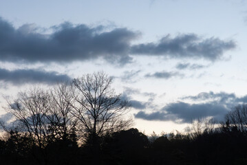 Obraz premium 冬の早朝 空気が透き通った公園の風景 滋賀県大津市びわこ文化公園