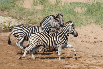 Steppenzebra / Burchell's zebra / Equus quagga burchellii.