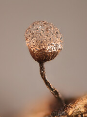 Cribraria vulgaris, a slime mold, microscope image of sporangia