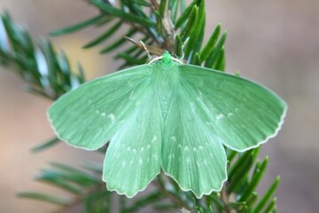 Geometra papilionaria, commonly known as Large Emerald, green moth from Finland