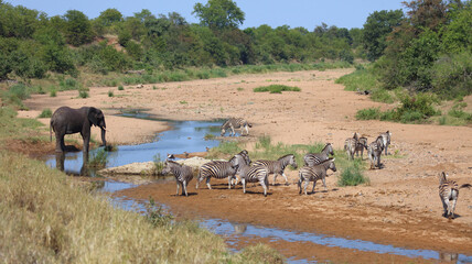 Afrikanischer Elefant und Steppenzebra im Tsendze River/ African elephant  and Burchell's zebra in...