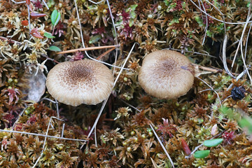 Inocybe stellatospora, commonly known as Woolly Fibrecap, wild mushroom from Finland