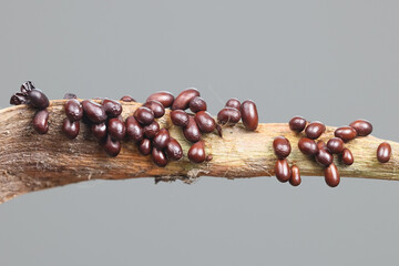 Leocarpus fragilis, commonly known as  Insect egg slime mold or egg-shell slime mould