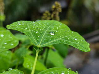 Raindrops on leaves look green and fresh. Wet leaf background.