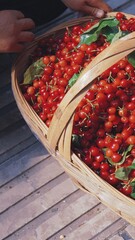 Cherries in a basket