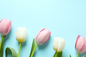Obraz premium Beautiful fresh tulips on color background