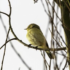 Pouillot véloce  Phylloscopus collybita sur une branche