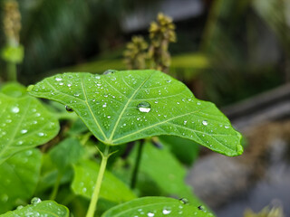Raindrops on leaves look green and fresh. Wet leaf background.