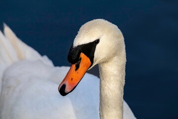 Obraz premium Mute Swan Head Close-up