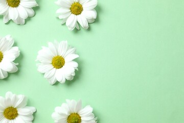Obraz premium Beautiful chamomile on color background