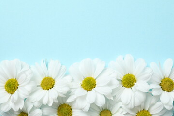 Beautiful chamomile on color background