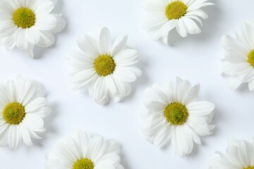 Fototapeta premium Beautiful chamomile on white background