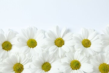 Beautiful chamomile on white background