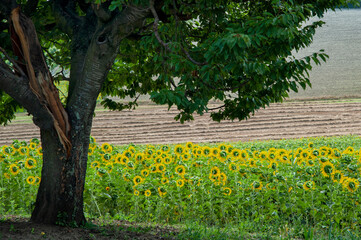 Obraz premium Monferrato, Piemonte, Italia - 19 Luglio 2021:.Girasole in campo di girasoli. La fioritura dei girasoli, fiori di un giallo brillante nella campagna del Piemonte in Italia..