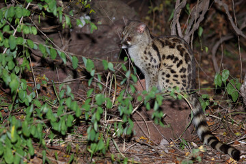Südliche Großfleck-Ginsterkatze / South African large-spotted genet / Genetta tigrina
