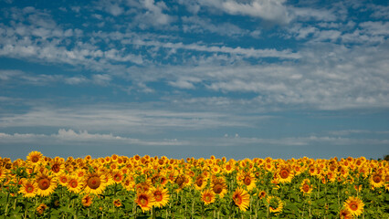 Monferrato, Piemonte, Italia - 19 Luglio 2021:.Girasole in campo di girasoli. La fioritura dei girasoli, fiori di un giallo brillante nella campagna del Piemonte in Italia..