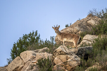 Young solitary female mountain goat in the lowlands of Teruel