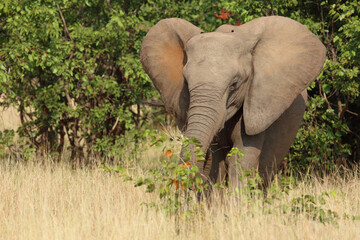 Fototapeta premium Afrikanischer Elefant / African elephant / Loxodonta africana