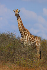 Giraffe / Giraffe / Giraffa camelopardalis