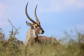 Wasserbock / Waterbuck / Kobus ellipsiprymnus
