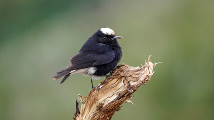 White-crowned Wheatear bird perching on a branch