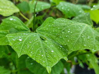 Raindrops on leaves look green and fresh. Wet leaf background.