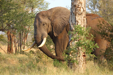 Fototapeta premium Afrikanischer Elefant / African elephant / Loxodonta africana..
