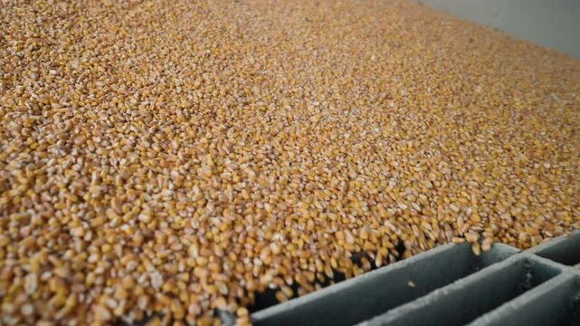 View in slow motion of raw golden-yellow corn kernels being unloaded and falling into the gaps of a metal grate of an industrial grain processing facility
