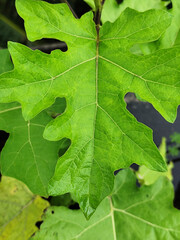Eggplant plants are planted in black plastic polybags.	
