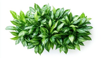 Green Leafy Plant Display