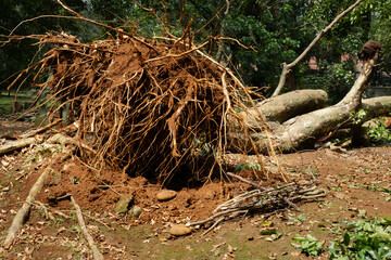 A massive fallen tree with its exposed roots uprooted from the ground, showcasing the power of nature and environmental change