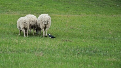 Fototapeta premium sheep in the field