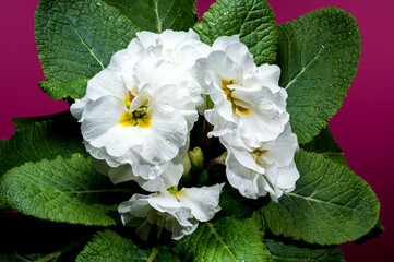 White Primula Flowers on a pink background