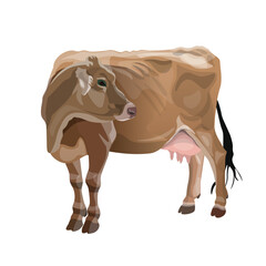 Grazing cow. Brown Swiss dairy cattle. Farm animals. Livestock. Vector Illustration isolated on a white background in a realistic style