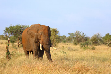Fototapeta premium Afrikanischer Elefant / African elephant / Loxodonta africana
