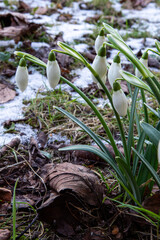 Snowdrop flowers bloom amid winter's last grasp in a frosty garden