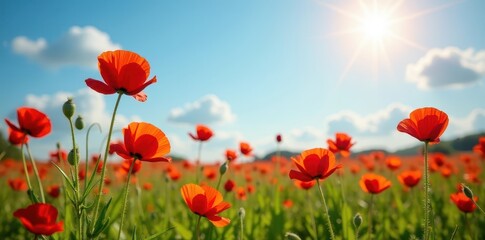 Fototapeta premium Vibrant red poppies bloom in a sun-drenched summer meadow , serenity, flora