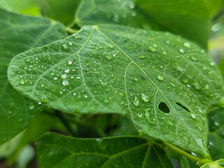 Raindrops on leaves look green and fresh. Wet leaf background.