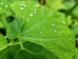 Raindrops on leaves look green and fresh. Wet leaf background.