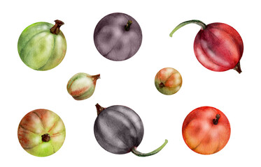 Currant gooseberry fruit, garden berry hand drawn in watercolor casseille jostaberry huckleberry juneberry. Botanical isolated elements illustration. Restaurant cafe menu, farmers market, organic food