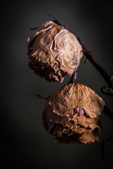 two dried pink roses, Mallorca, Balearic Islands, Spain