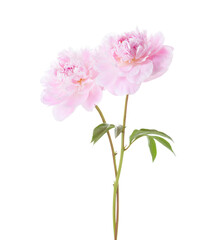  Two light  pink Peonies  isolated on white background.