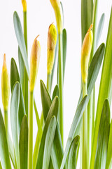 wild daffodil, Narcissus pseudonarcissus , Amaryllidaceae family, Mallorca, Balearic Islands, Spain