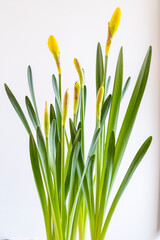 wild daffodil, Narcissus pseudonarcissus , Amaryllidaceae family, Mallorca, Balearic Islands, Spain